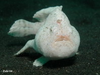 Antennarius striatus (Striped Frogfish, Striated frogfish, Splitlure Frogfish, Zebra Frogfish, Hairy frogfish - Gestreifter Anglerfisch, Streifen Anglerfisch) 