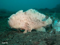 Striped or hairy frogfish - <em>Antennarius striatus</em> - Gestreifter Anglerfisch