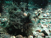 Antennarius striatus (Striped or striated frogfish, hairy frogfish - Gestreifter Anglerfisch)