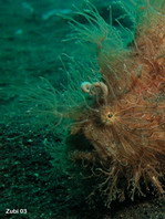 Antennarius striatus (Striped or striated frogfish, hairy frogfish - Gestreifter Anglerfisch)