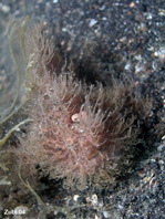 Striped or hairy frogfish - <em>Antennarius striatus</em> - Gestreifter Anglerfisch