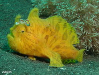 Antennarius striatus (Striped Frogfish, Striated frogfish, Splitlure Frogfish, Zebra Frogfish, Hairy frogfish - Gestreifter Anglerfisch, Streifen Anglerfisch) 