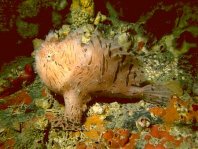 Striped or hairy frogfish - <em>Antennarius striatus</em> - Gestreifter Anglerfisch