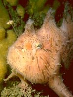 Striped or hairy frogfish - <em>Antennarius striatus</em> - Gestreifter Anglerfisch