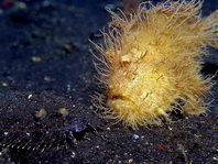 Antennarius striatus (Striped or striated frogfish, hairy frogfish - Gestreifter Anglerfisch)