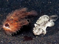 Antennarius striatus (Striped or striated frogfish, hairy frogfish - Gestreifter Anglerfisch)