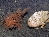 Gestreifter Anglerfisch (Antennarius striatus) kleines rötliches Männchen folgt dem grossen, aufgedunsenen Weibchen 