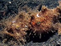 Antennarius striatus (Striped or striated frogfish, hairy frogfish - Gestreifter Anglerfisch)