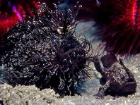 Antennarius striatus (Striped or striated frogfish, hairy frogfish - Gestreifter Anglerfisch)