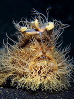 Antennarius striatus (Striped or striated frogfish, hairy frogfish - Gestreifter Anglerfisch)