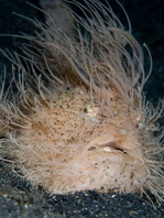 Antennarius striatus (Striped or striated frogfish, hairy frogfish - Gestreifter Anglerfisch)