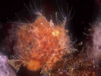 Antennarius striatus (Striped or striated frogfish, hairy frogfish - Gestreifter Anglerfisch)