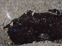 Striped or hairy frogfish - <em>Antennarius striatus</em> - Gestreifter Anglerfisch