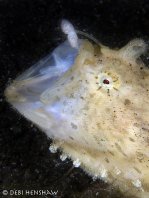 Antennarius striatus (Striped or striated frogfish, hairy frogfish - Gestreifter Anglerfisch)