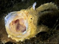 Striped or hairy frogfish - <em>Antennarius striatus</em> - Gestreifter Anglerfisch