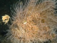 Striped or hairy frogfish - <em>Antennarius striatus</em> - Gestreifter Anglerfisch