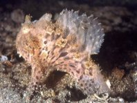 Striped or hairy frogfish - <em>Antennarius striatus</em> - Gestreifter Anglerfisch