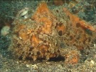 Striped or hairy frogfish - <em>Antennarius striatus</em> - Gestreifter Anglerfisch