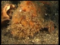 Striped or hairy frogfish - <em>Antennarius striatus</em> - Gestreifter Anglerfisch