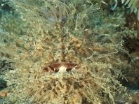 Striped or hairy frogfish - <em>Antennarius striatus</em> - Gestreifter Anglerfisch