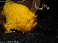 Antennarius striatus (Striped or striated frogfish, hairy frogfish - Gestreifter Anglerfisch)