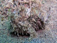 Striped or hairy frogfish - <em>Antennarius striatus</em> - Gestreifter Anglerfisch