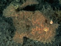 Striped or hairy frogfish - <em>Antennarius striatus</em> - Gestreifter Anglerfisch