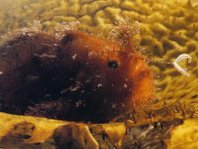 Striped or hairy frogfish - <em>Antennarius striatus</em> - Gestreifter Anglerfisch