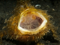 Antennarius striatus (Striped or striated frogfish, hairy frogfish - Gestreifter Anglerfisch)