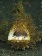 Antennarius striatus (Striped or striated frogfish, hairy frogfish - Gestreifter Anglerfisch)