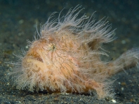 Antennarius striatus (Striped or striated frogfish, hairy frogfish - Gestreifter Anglerfisch)