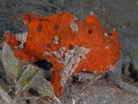 Striped or hairy frogfish - <em>Antennarius striatus</em> - Gestreifter Anglerfisch