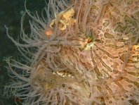 Striped or hairy frogfish - <em>Antennarius striatus</em> - Gestreifter Anglerfisch