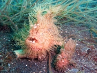 Female (large) and male (smaller)