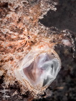 Antennarius striatus (Striped or striated frogfish, hairy frogfish - Gestreifter Anglerfisch)