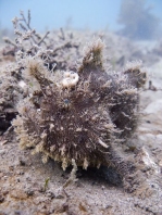 Striped or hairy frogfish - <em>Antennarius striatus</em> - Gestreifter Anglerfisch