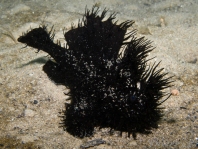 Striped or hairy frogfish - <em>Antennarius striatus</em> - Gestreifter Anglerfisch