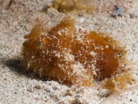 Striped or hairy frogfish - Antennarius striatus - Gestreifter Anglerfisch