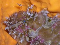 Antennatus bermudensis -  Antennarius bermudensis Island frogfish - Bermuda Anglerfisch - Antenario