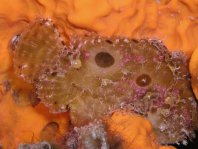 Antennatus bermudensis -  Antennarius bermudensis Island frogfish - Bermuda Anglerfisch - Antenario