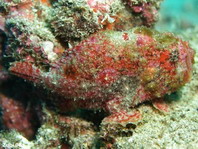 1 <em>Antennatus coccineus</em> - <em>Antennarius coccineus</em> (Freckled frogfish, Scarlet frogfish - Sommersprossen Anglerfisch)