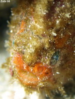 Antennatus coccineus - Antennarius coccineus (Freckled frogfish, Scarlet frogfish - Sommersprossen Anglerfisch) 