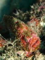 Antennatus coccineus - Antennarius coccineus (Freckled frogfish, Scarlet frogfish - Sommersprossen Anglerfisch) 