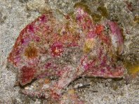 Antennatus coccineus - Antennarius coccineus (Freckled frogfish, Scarlet frogfish - Sommersprossen Anglerfisch) 