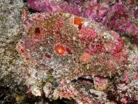 Antennatus coccineus - Antennarius coccineus (Freckled frogfish, Scarlet frogfish - Sommersprossen Anglerfisch)