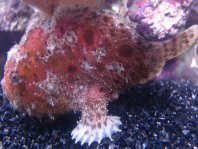 Freckled frogfish - Abantennarius drombus - Sommersprossen Anglerfisch