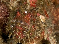 Antennatus coccineus - Antennarius coccineus (Freckled frogfish, Scarlet frogfish - Sommersprossen Anglerfisch)