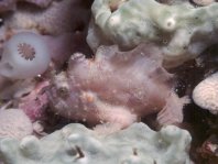 1 <em>Antennatus coccineus</em> - <em>Antennarius coccineus</em> (Freckled frogfish, Scarlet frogfish - Sommersprossen Anglerfisch)