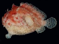 Freckled frogfish - Abantennarius drombus - Sommersprossen Anglerfisch