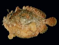 Antennatus coccineus - Antennarius coccineus (Freckled frogfish, Scarlet frogfish - Sommersprossen Anglerfisch)